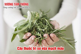 6 cây thuốc trị xơ vữa mạch máu và ưu điểm trong điều trị